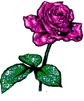 роза фиолетовая